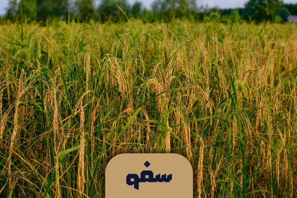 بیجار
