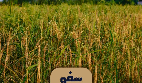 بیجار