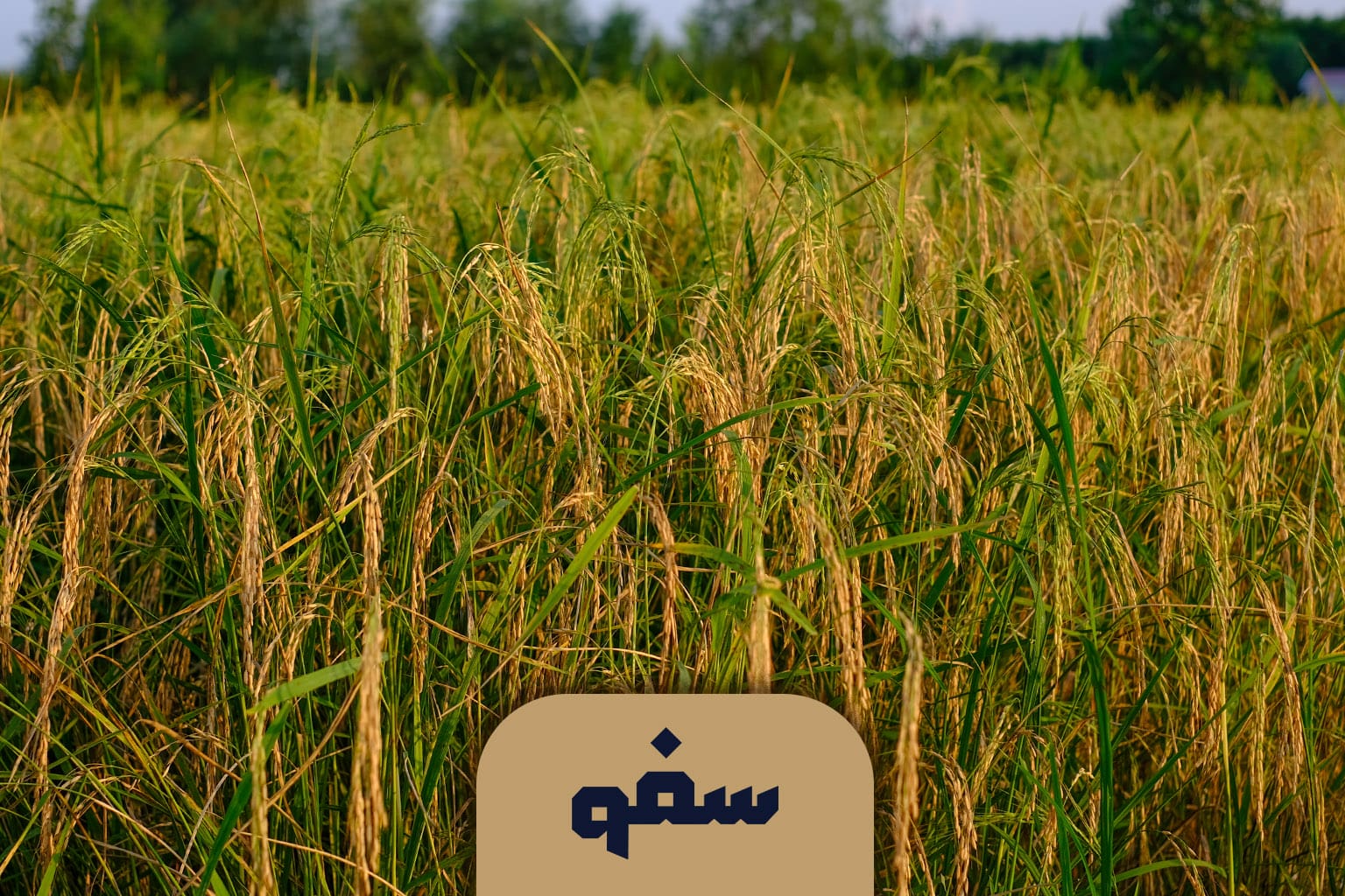بیجار