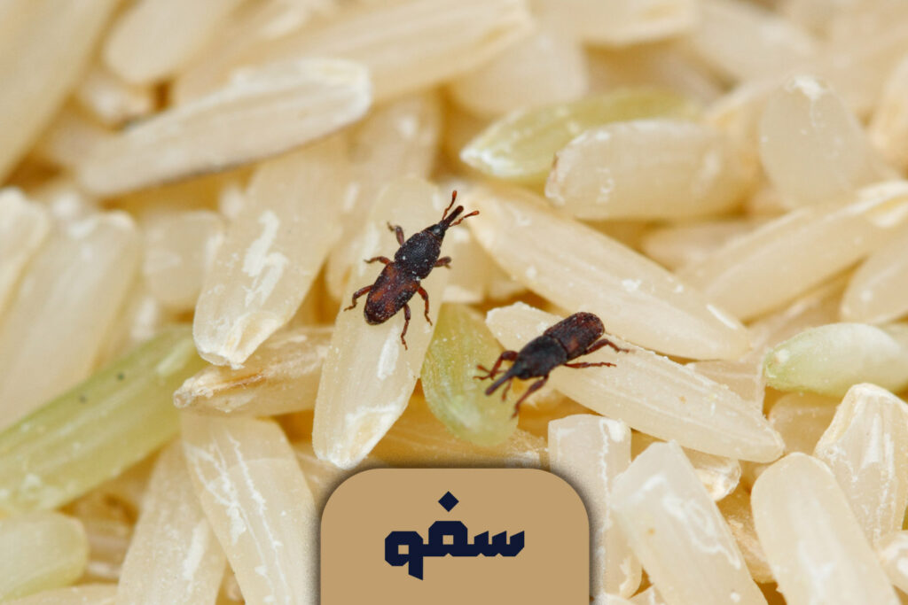 شپشک برنج