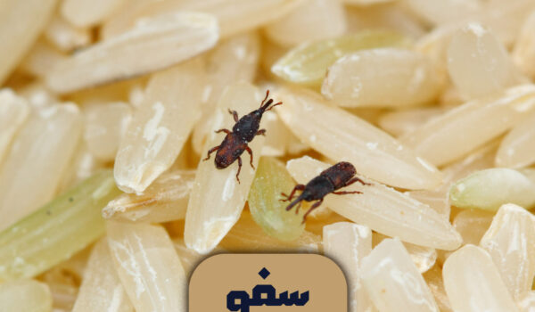 شپشک برنج