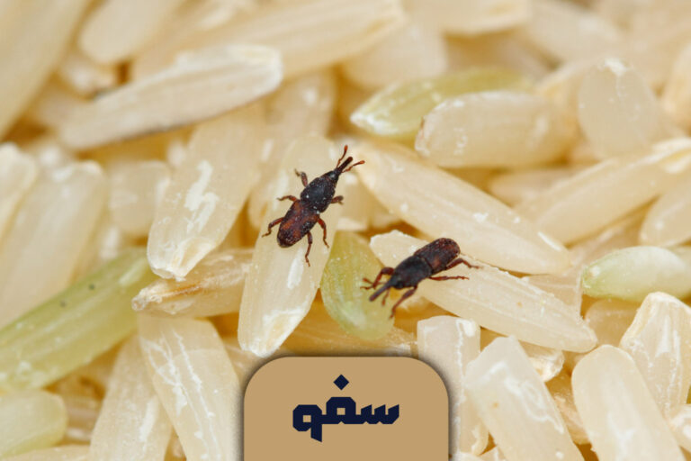 شپشک برنج